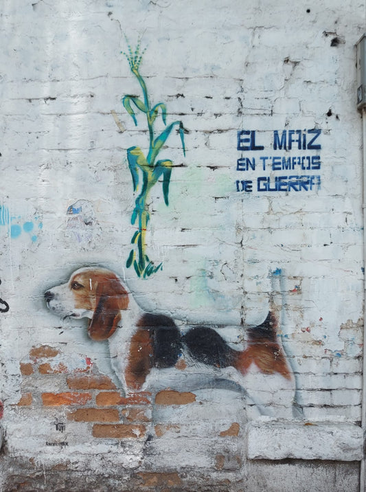 El arte urbano como forma de expresión 🎨